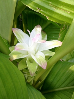 ウコンの花（白）